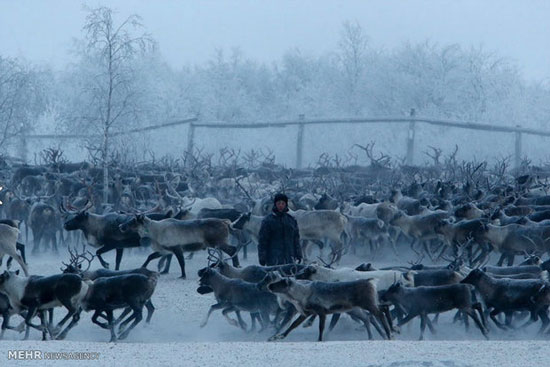 گوزن های شمالی در مناطق قطبی روسیه‎