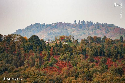 تصاویری زیبا از پاییز جنگل دیلمانِ گیلان